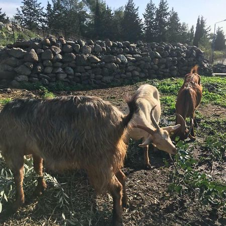 Natura-Eco Farm Kültér fotó