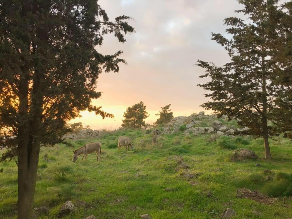 Natura-Eco Farm Kültér fotó