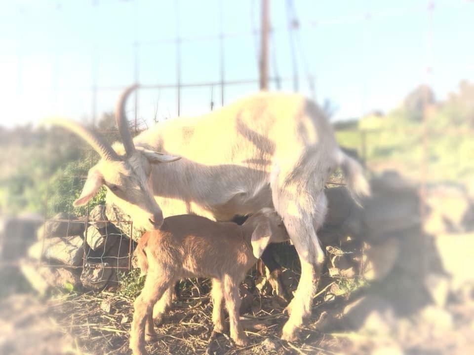 Natura-Eco Farm Kültér fotó
