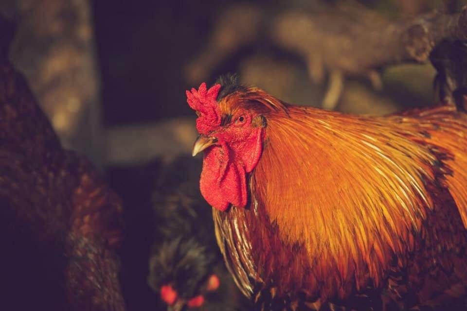 Natura-Eco Farm Kültér fotó