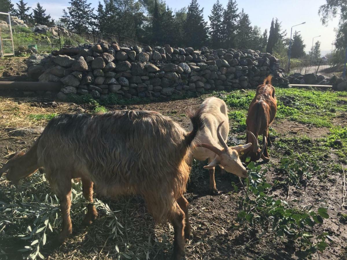 Natura-Eco Farm Kültér fotó